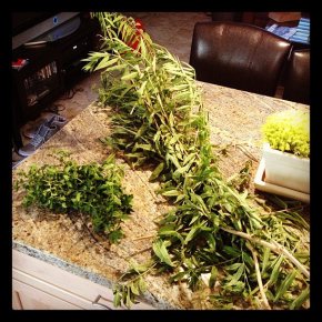 Lemon Verbena infusions